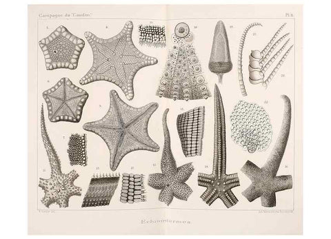 Reproducción/Reproduction 9464702675: Résultats scientifiques de la campagne du ""Caudan"" dans le Golfe de Gascogne, août-septembre 1895 /. Paris :Masson,1896.