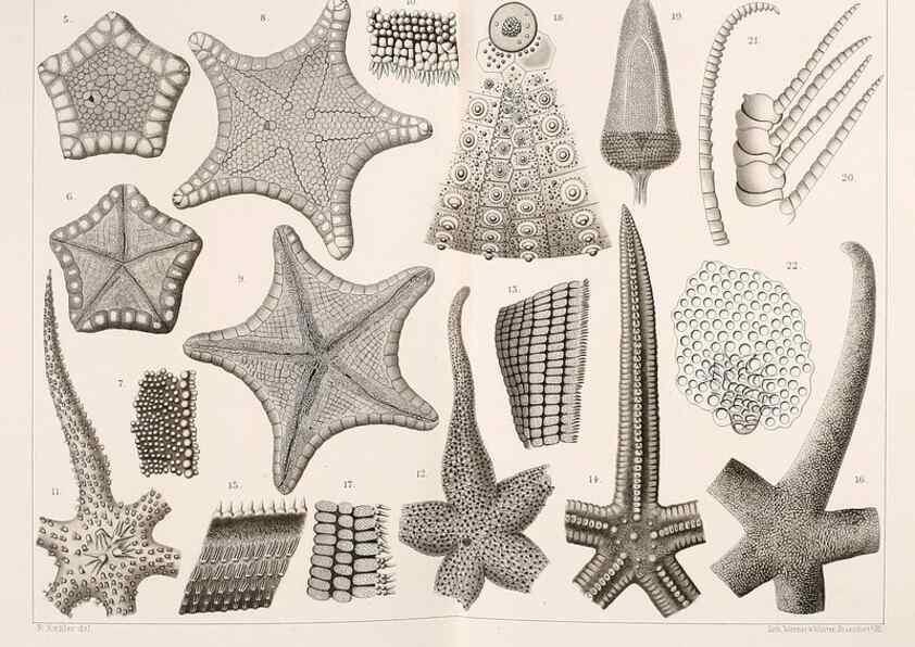 Reproducción/Reproduction 9464702675: Résultats scientifiques de la campagne du ""Caudan"" dans le Golfe de Gascogne, août-septembre 1895 /. Paris :Masson,1896.