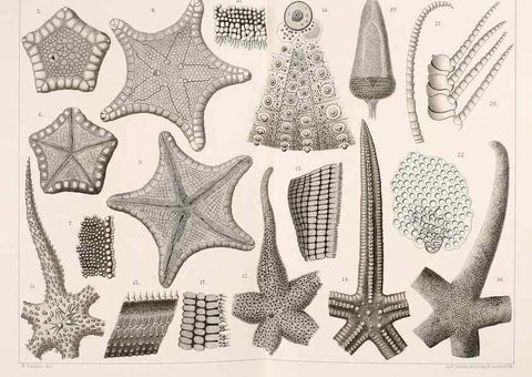 Reproducción/Reproduction 9464702675: Résultats scientifiques de la campagne du ""Caudan"" dans le Golfe de Gascogne, août-septembre 1895 /. Paris :Masson,1896.