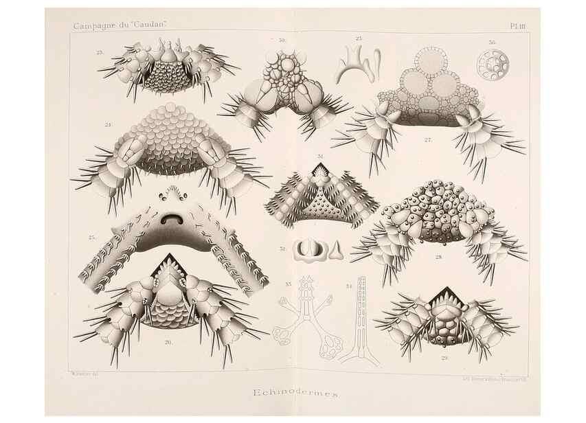 Reproducción/Reproduction 9464704841: Résultats scientifiques de la campagne du ""Caudan"" dans le Golfe de Gascogne, août-septembre 1895 /. Paris :Masson,1896.