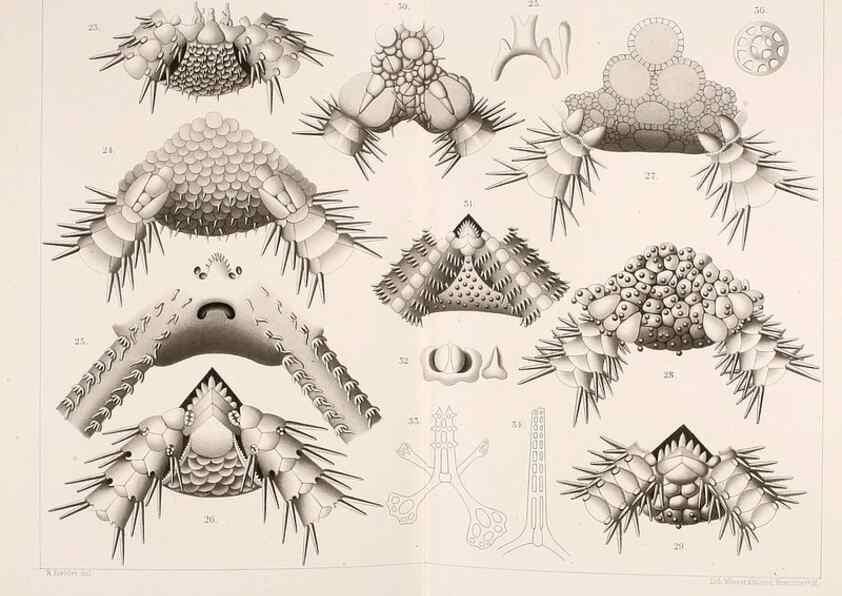 Reproducción/Reproduction 9464704841: Résultats scientifiques de la campagne du ""Caudan"" dans le Golfe de Gascogne, août-septembre 1895 /. Paris :Masson,1896.