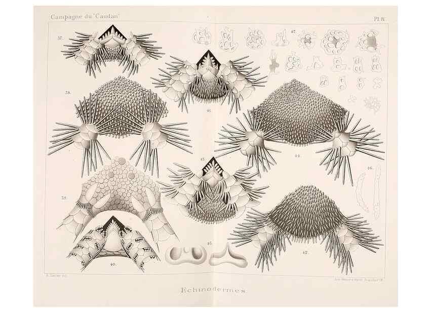 Reproducción/Reproduction 9467487612: Résultats scientifiques de la campagne du ""Caudan"" dans le Golfe de Gascogne, août-septembre 1895 /. Paris :Masson,1896.