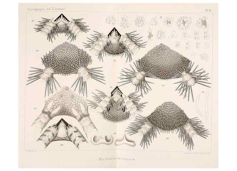 Reproducción/Reproduction 9467487612: Résultats scientifiques de la campagne du ""Caudan"" dans le Golfe de Gascogne, août-septembre 1895 /. Paris :Masson,1896.