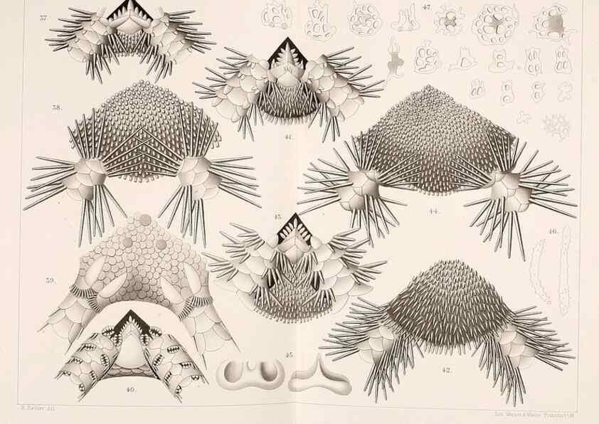Reproducción/Reproduction 9467487612: Résultats scientifiques de la campagne du ""Caudan"" dans le Golfe de Gascogne, août-septembre 1895 /. Paris :Masson,1896.