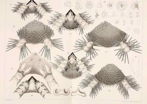 Reproducción/Reproduction 9467487612: Résultats scientifiques de la campagne du ""Caudan"" dans le Golfe de Gascogne, août-septembre 1895 /. Paris :Masson,1896.