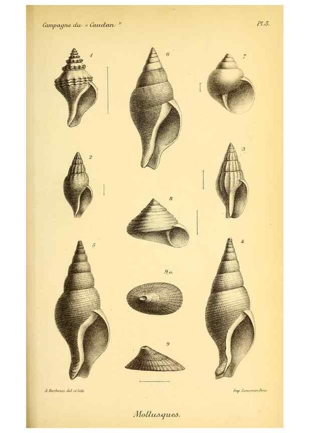 Reproducción/Reproduction 9467491802: Résultats scientifiques de la campagne du ""Caudan"" dans le Golfe de Gascogne, août-septembre 1895 /. Paris :Masson,1896.
