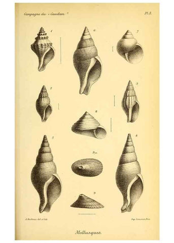 Reproducción/Reproduction 9467491802: Résultats scientifiques de la campagne du ""Caudan"" dans le Golfe de Gascogne, août-septembre 1895 /. Paris :Masson,1896.