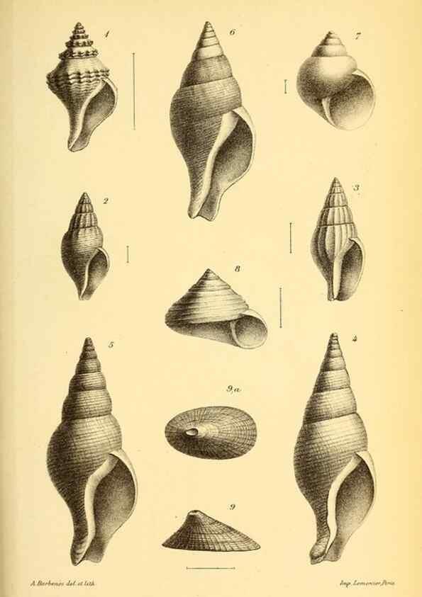 Reproducción/Reproduction 9467491802: Résultats scientifiques de la campagne du ""Caudan"" dans le Golfe de Gascogne, août-septembre 1895 /. Paris :Masson,1896.
