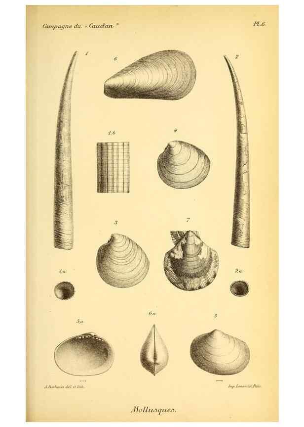 Reproducción/Reproduction 9464713357: Résultats scientifiques de la campagne du ""Caudan"" dans le Golfe de Gascogne, août-septembre 1895 /. Paris :Masson,1896.