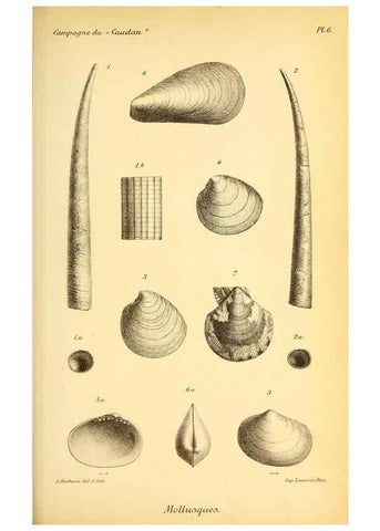 Reproducción/Reproduction 9464713357: Résultats scientifiques de la campagne du ""Caudan"" dans le Golfe de Gascogne, août-septembre 1895 /. Paris :Masson,1896.