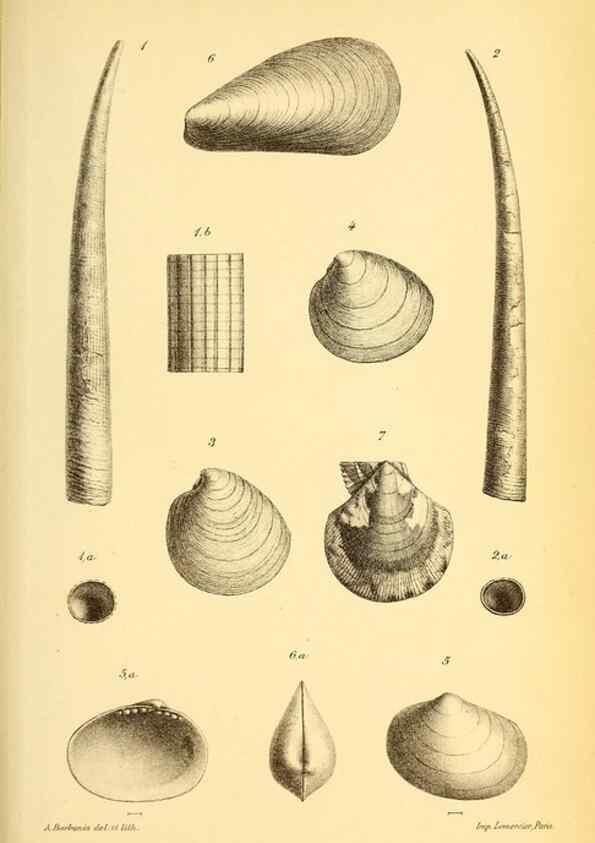 Reproducción/Reproduction 9464713357: Résultats scientifiques de la campagne du ""Caudan"" dans le Golfe de Gascogne, août-septembre 1895 /. Paris :Masson,1896.