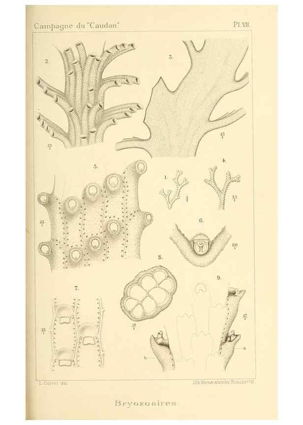 Reproducción/Reproduction 9464716973: Résultats scientifiques de la campagne du ""Caudan"" dans le Golfe de Gascogne, août-septembre 1895 /. Paris :Masson,1896.