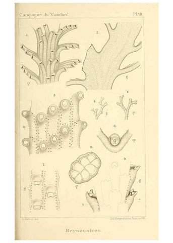 Reproducción/Reproduction 9464716973: Résultats scientifiques de la campagne du ""Caudan"" dans le Golfe de Gascogne, août-septembre 1895 /. Paris :Masson,1896.