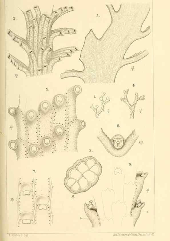 Reproducción/Reproduction 9464716973: Résultats scientifiques de la campagne du ""Caudan"" dans le Golfe de Gascogne, août-septembre 1895 /. Paris :Masson,1896.