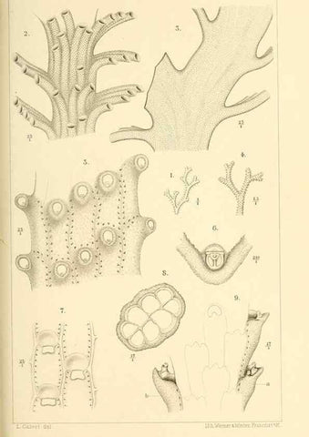 Reproducción/Reproduction 9464716973: Résultats scientifiques de la campagne du ""Caudan"" dans le Golfe de Gascogne, août-septembre 1895 /. Paris :Masson,1896.