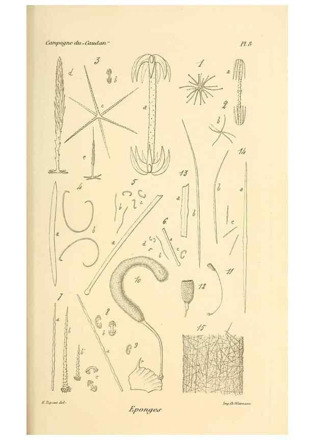 Reproducción/Reproduction 9464720993: Résultats scientifiques de la campagne du ""Caudan"" dans le Golfe de Gascogne, août-septembre 1895 /. Paris :Masson,1896.