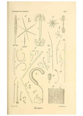 Reproducción/Reproduction 9464720993: Résultats scientifiques de la campagne du ""Caudan"" dans le Golfe de Gascogne, août-septembre 1895 /. Paris :Masson,1896.