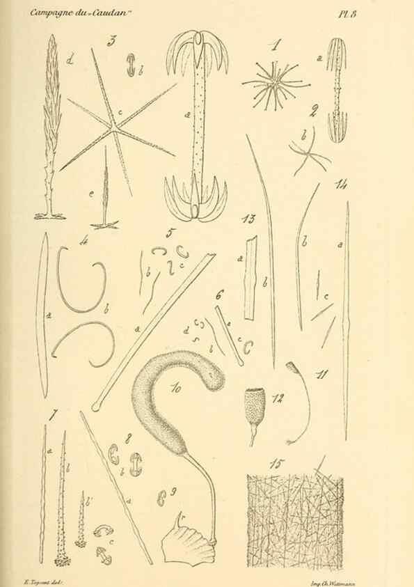 Reproducción/Reproduction 9464720993: Résultats scientifiques de la campagne du ""Caudan"" dans le Golfe de Gascogne, août-septembre 1895 /. Paris :Masson,1896.