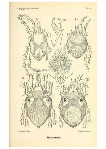 Reproducción/Reproduction 9464723399: Résultats scientifiques de la campagne du ""Caudan"" dans le Golfe de Gascogne, août-septembre 1895 /. Paris :Masson,1896.