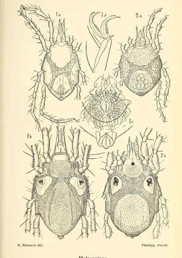 Reproducción/Reproduction 9464723399: Résultats scientifiques de la campagne du ""Caudan"" dans le Golfe de Gascogne, août-septembre 1895 /. Paris :Masson,1896.