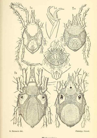 Reproducción/Reproduction 9464723399: Résultats scientifiques de la campagne du ""Caudan"" dans le Golfe de Gascogne, août-septembre 1895 /. Paris :Masson,1896.