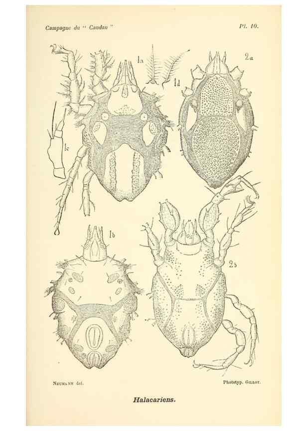 Reproducción/Reproduction 9467506376: Résultats scientifiques de la campagne du ""Caudan"" dans le Golfe de Gascogne, août-septembre 1895 /. Paris :Masson,1896.