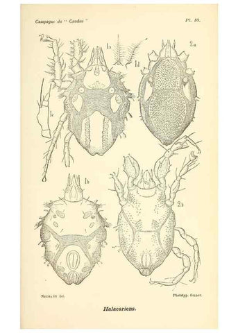 Reproducción/Reproduction 9467506376: Résultats scientifiques de la campagne du ""Caudan"" dans le Golfe de Gascogne, août-septembre 1895 /. Paris :Masson,1896.