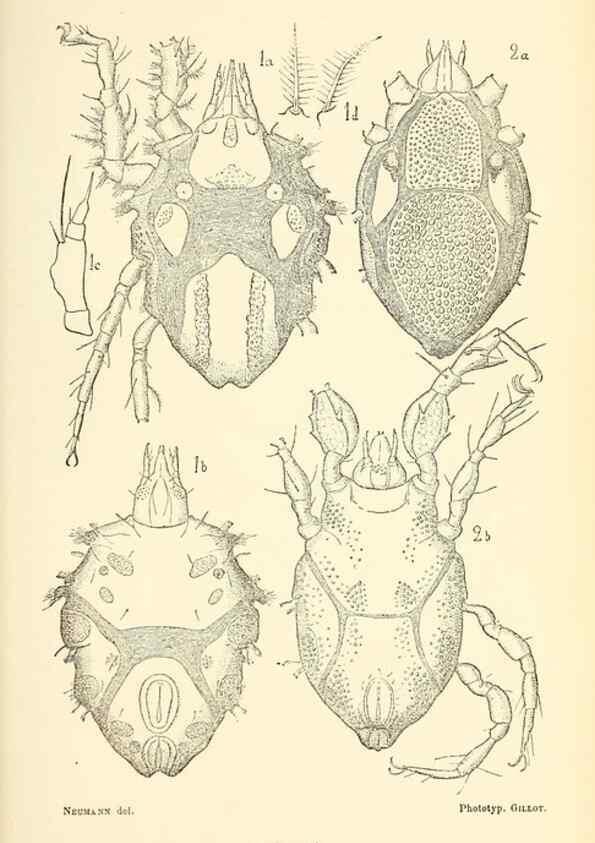 Reproducción/Reproduction 9467506376: Résultats scientifiques de la campagne du ""Caudan"" dans le Golfe de Gascogne, août-septembre 1895 /. Paris :Masson,1896.