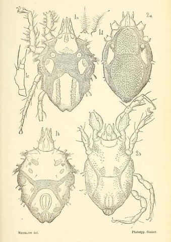 Reproducción/Reproduction 9467506376: Résultats scientifiques de la campagne du ""Caudan"" dans le Golfe de Gascogne, août-septembre 1895 /. Paris :Masson,1896.