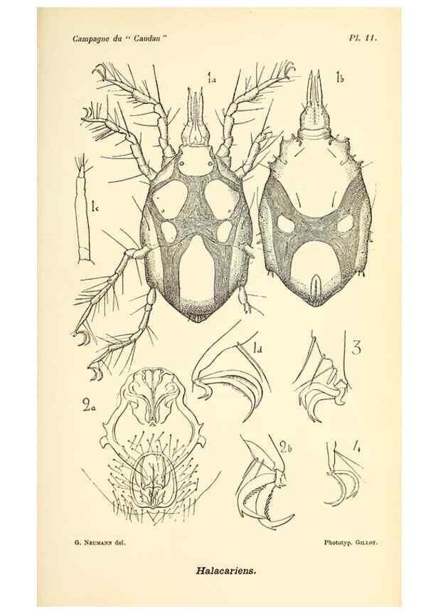 Reproducción/Reproduction 9464728099: Résultats scientifiques de la campagne du ""Caudan"" dans le Golfe de Gascogne, août-septembre 1895 /. Paris :Masson,1896.