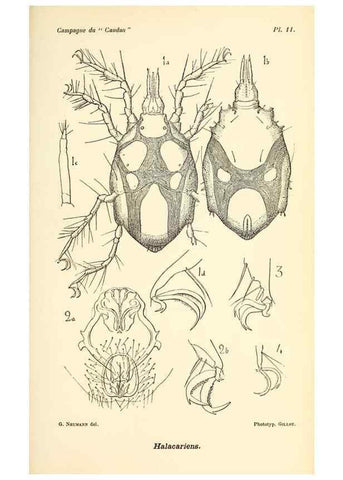 Reproducción/Reproduction 9464728099: Résultats scientifiques de la campagne du ""Caudan"" dans le Golfe de Gascogne, août-septembre 1895 /. Paris :Masson,1896.