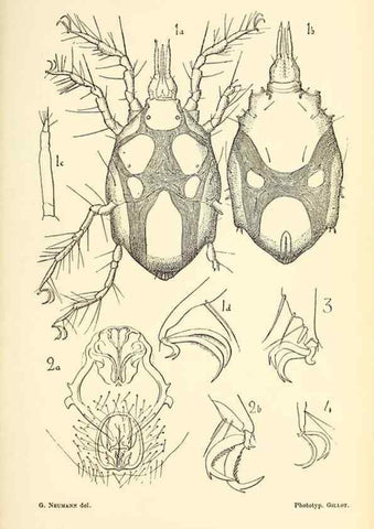Reproducción/Reproduction 9464728099: Résultats scientifiques de la campagne du ""Caudan"" dans le Golfe de Gascogne, août-septembre 1895 /. Paris :Masson,1896.