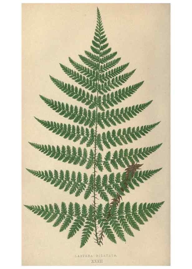 Reproducción/Reproduction 9463127483: Our native ferns, or, A history of the British species and their varieties /. London :Groombridge,1865-1867.