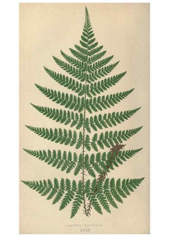 Reproducción/Reproduction 9463127483: Our native ferns, or, A history of the British species and their varieties /. London :Groombridge,1865-1867.