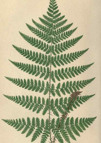 Reproducción/Reproduction 9463127483: Our native ferns, or, A history of the British species and their varieties /. London :Groombridge,1865-1867.