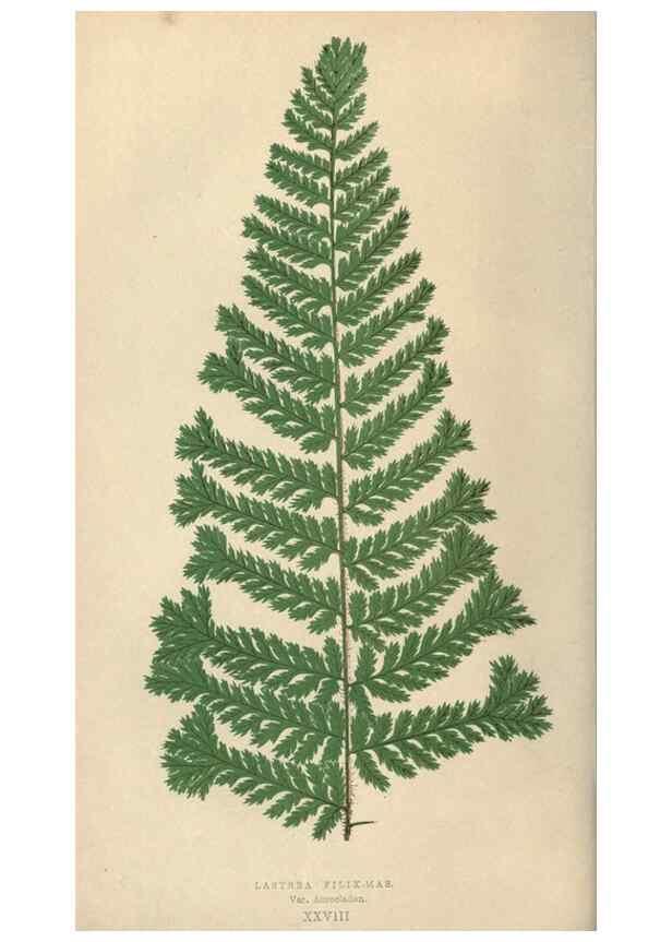 Reproducción/Reproduction 9465907874: Our native ferns, or, A history of the British species and their varieties /. London :Groombridge,1865-1867.