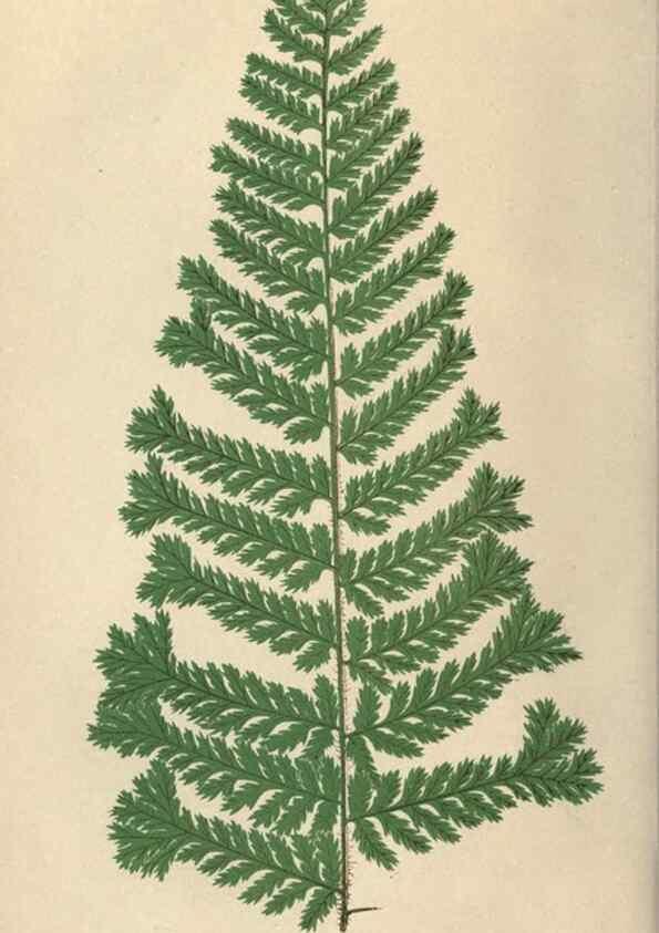 Reproducción/Reproduction 9465907874: Our native ferns, or, A history of the British species and their varieties /. London :Groombridge,1865-1867.