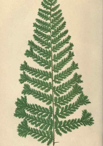 Reproducción/Reproduction 9465907874: Our native ferns, or, A history of the British species and their varieties /. London :Groombridge,1865-1867.
