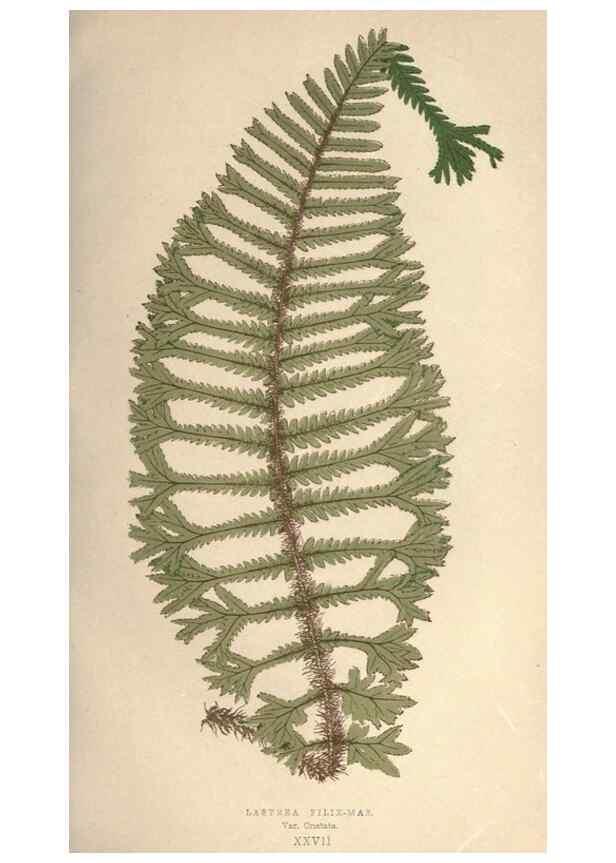 Reproducción/Reproduction 9465906628: Our native ferns, or, A history of the British species and their varieties /. London :Groombridge,1865-1867.