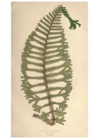 Reproducción/Reproduction 9465906628: Our native ferns, or, A history of the British species and their varieties /. London :Groombridge,1865-1867.