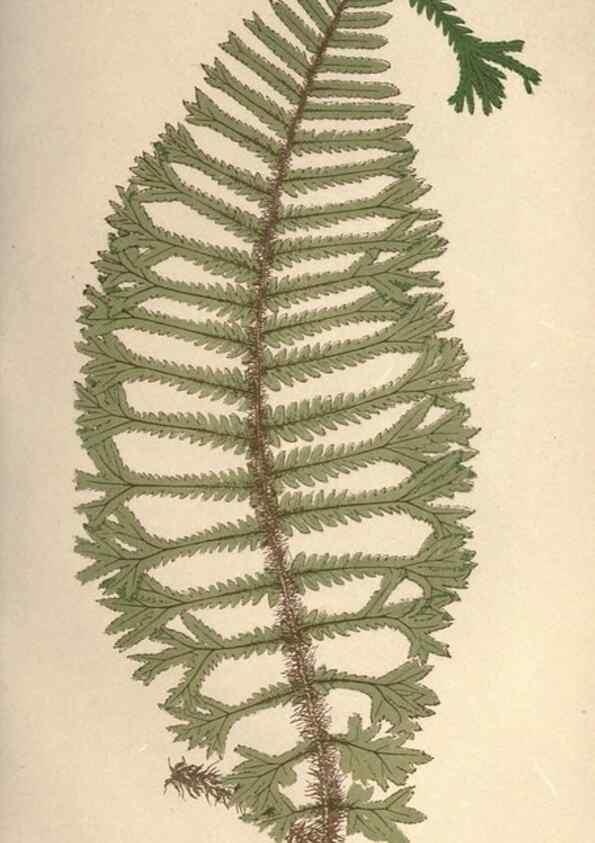 Reproducción/Reproduction 9465906628: Our native ferns, or, A history of the British species and their varieties /. London :Groombridge,1865-1867.