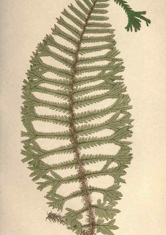 Reproducción/Reproduction 9465906628: Our native ferns, or, A history of the British species and their varieties /. London :Groombridge,1865-1867.