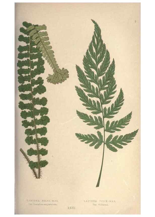 Reproducción/Reproduction 9465905240: Our native ferns, or, A history of the British species and their varieties /. London :Groombridge,1865-1867.