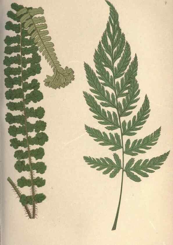 Reproducción/Reproduction 9465905240: Our native ferns, or, A history of the British species and their varieties /. London :Groombridge,1865-1867.