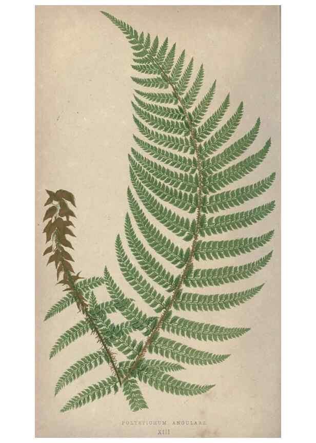 Reproducción/Reproduction 9465873694: Our native ferns, or, A history of the British species and their varieties /. London :Groombridge,1865-1867.