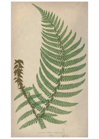 Reproducción/Reproduction 9465873694: Our native ferns, or, A history of the British species and their varieties /. London :Groombridge,1865-1867.