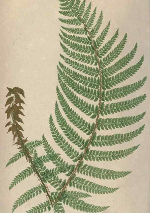 Reproducción/Reproduction 9465873694: Our native ferns, or, A history of the British species and their varieties /. London :Groombridge,1865-1867.