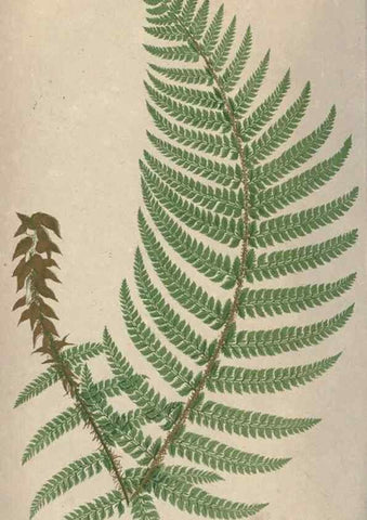 Reproducción/Reproduction 9465873694: Our native ferns, or, A history of the British species and their varieties /. London :Groombridge,1865-1867.
