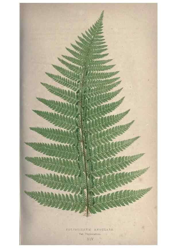 Reproducción/Reproduction 9463092241: Our native ferns, or, A history of the British species and their varieties /. London :Groombridge,1865-1867.