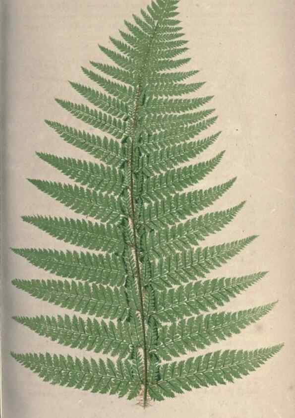 Reproducción/Reproduction 9463092241: Our native ferns, or, A history of the British species and their varieties /. London :Groombridge,1865-1867.